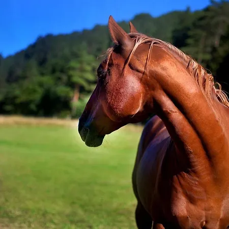 Landhaus Gæstehus Semmering