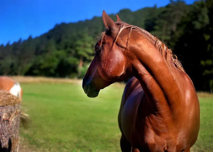 Landhaus Affittacamere Semmering